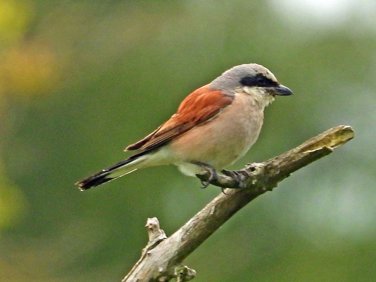 Pie-grièche écorcheur - ML640923808