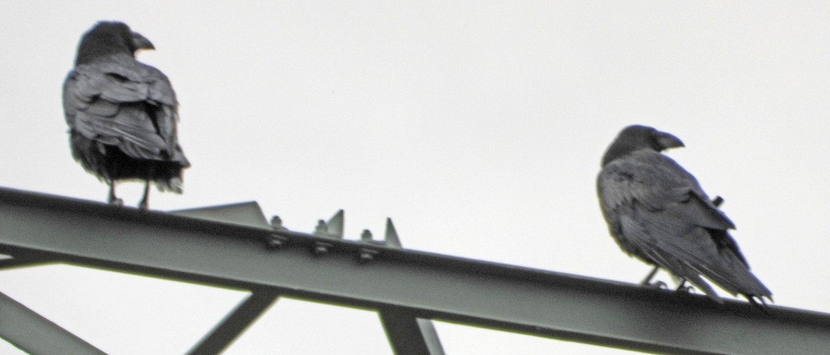 Grand Corbeau - ML640923811