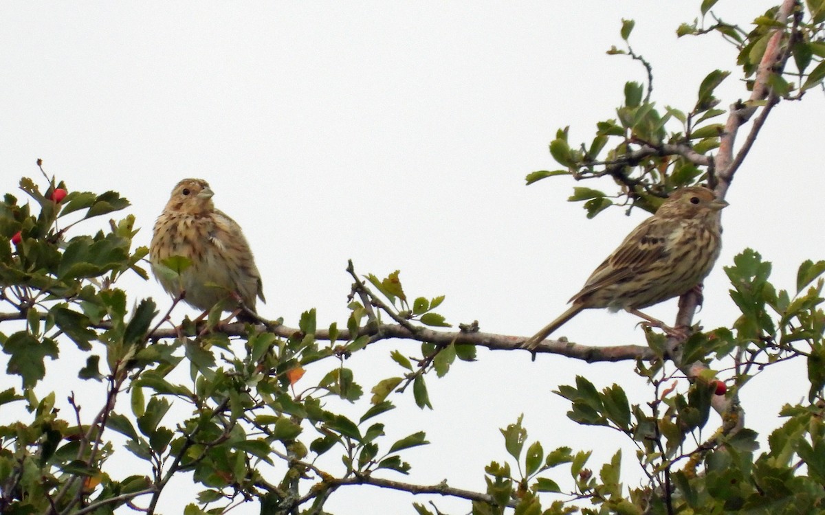 Bruant proyer - ML640923833