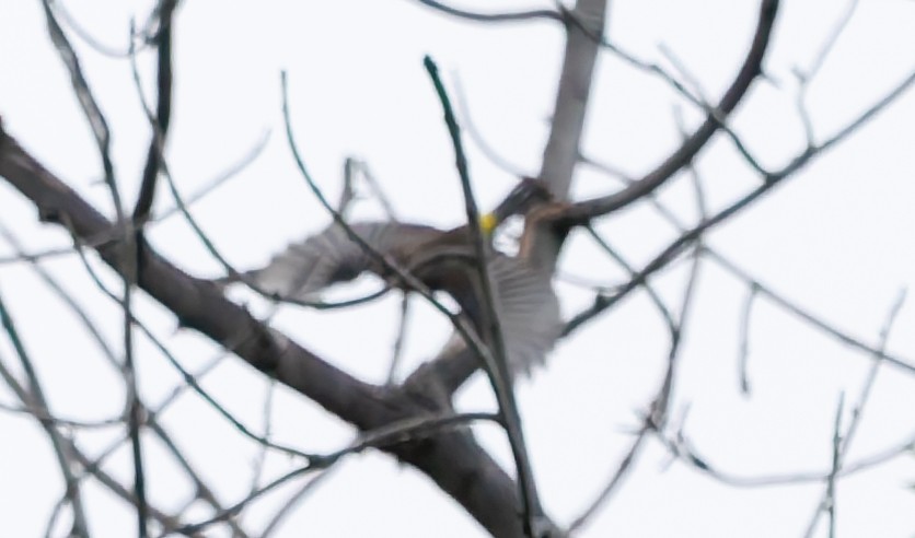 Yellow-rumped Warbler - ML640923843