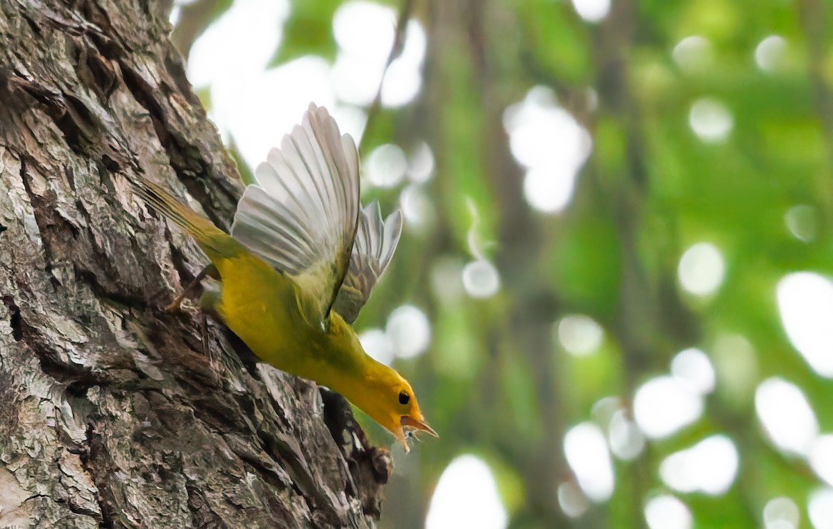 Wilson's Warbler - ML640923846