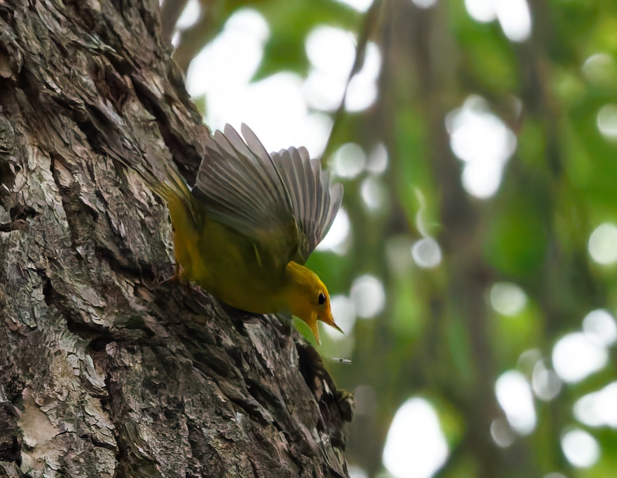 Wilson's Warbler - ML640923847