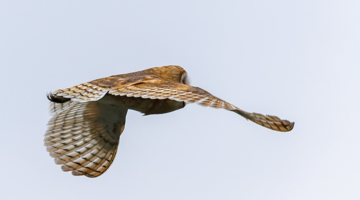 American Barn Owl - ML640923854