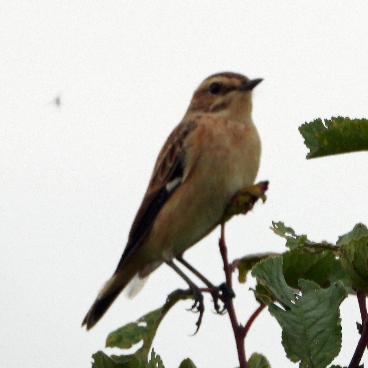 Tarier des prés - ML640923859