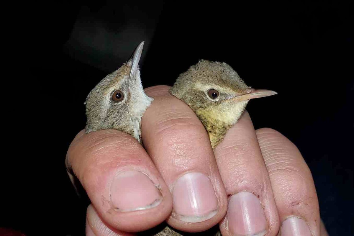 Chinese Bush Warbler - ML640923898