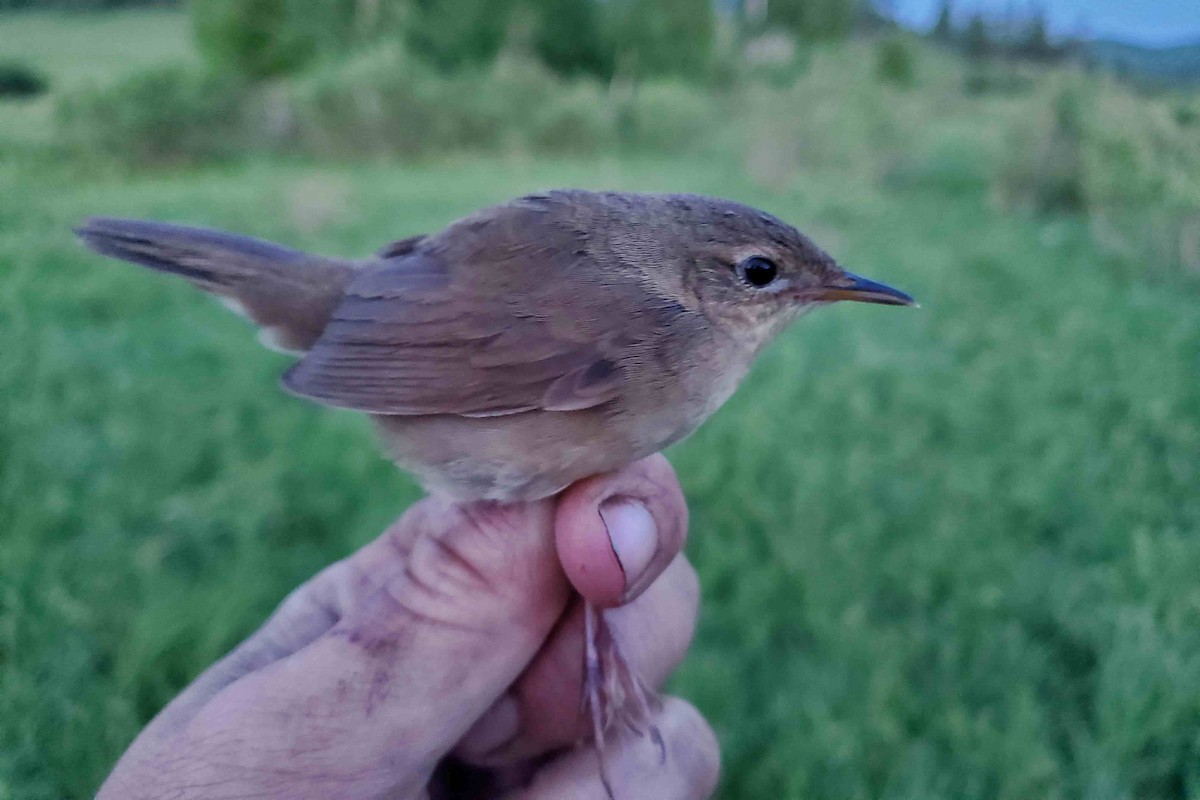 Chinese Bush Warbler - ML640923899