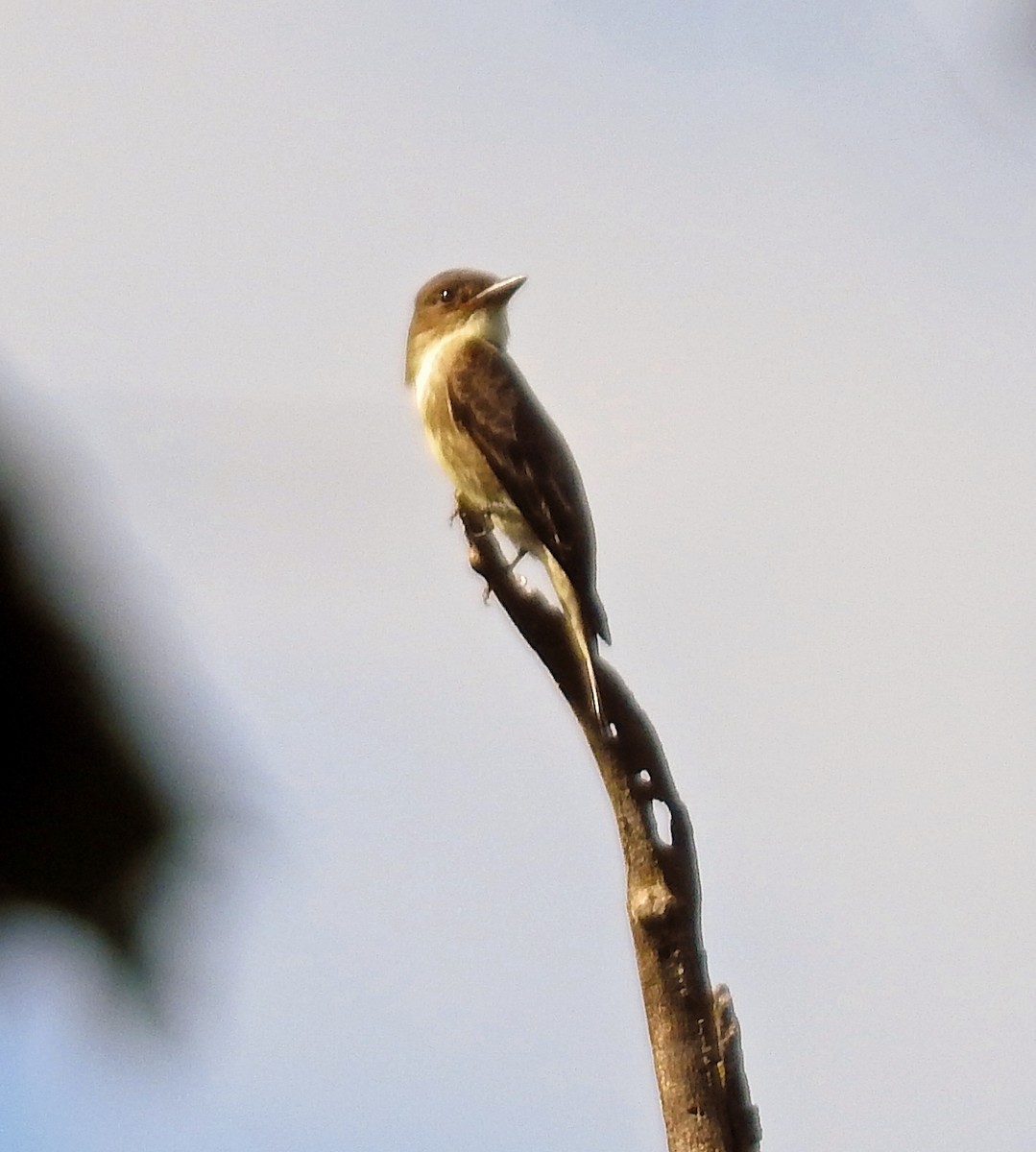 Olive-sided Flycatcher - ML640923925
