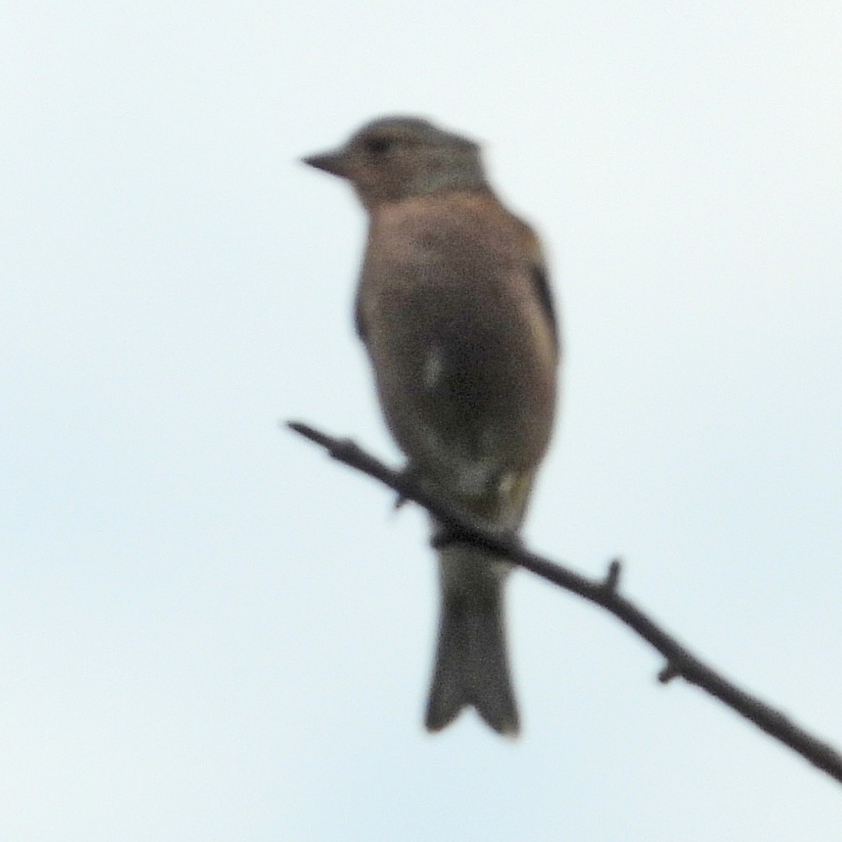 Pinson des arbres - ML640923927