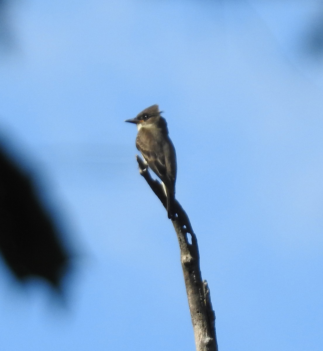Olive-sided Flycatcher - ML640923931