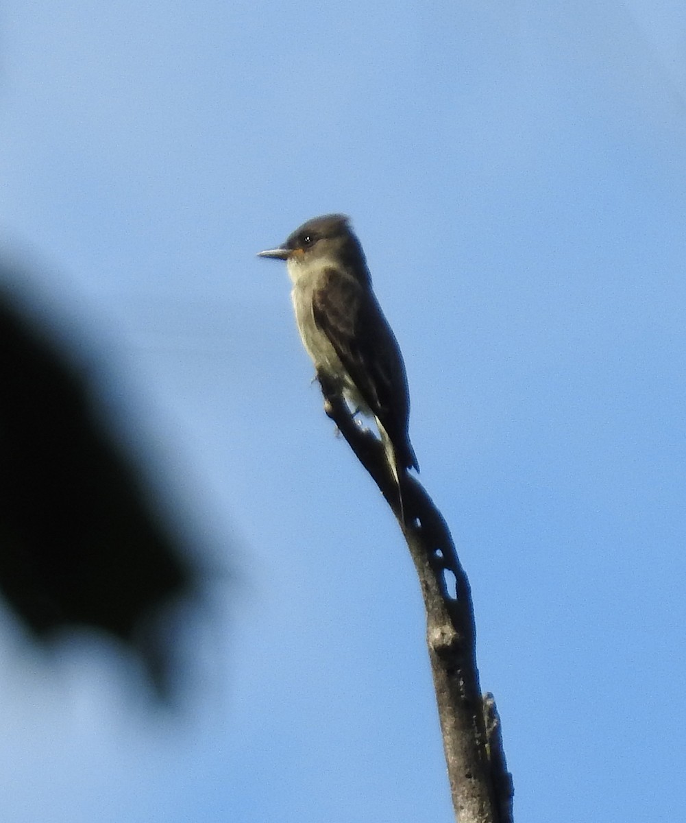 Olive-sided Flycatcher - ML640923935