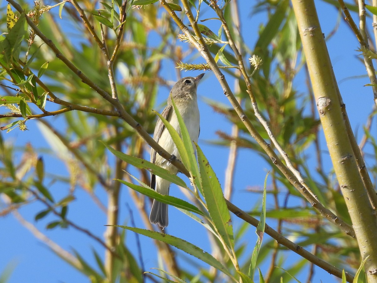 Warbling Vireo - ML640923936