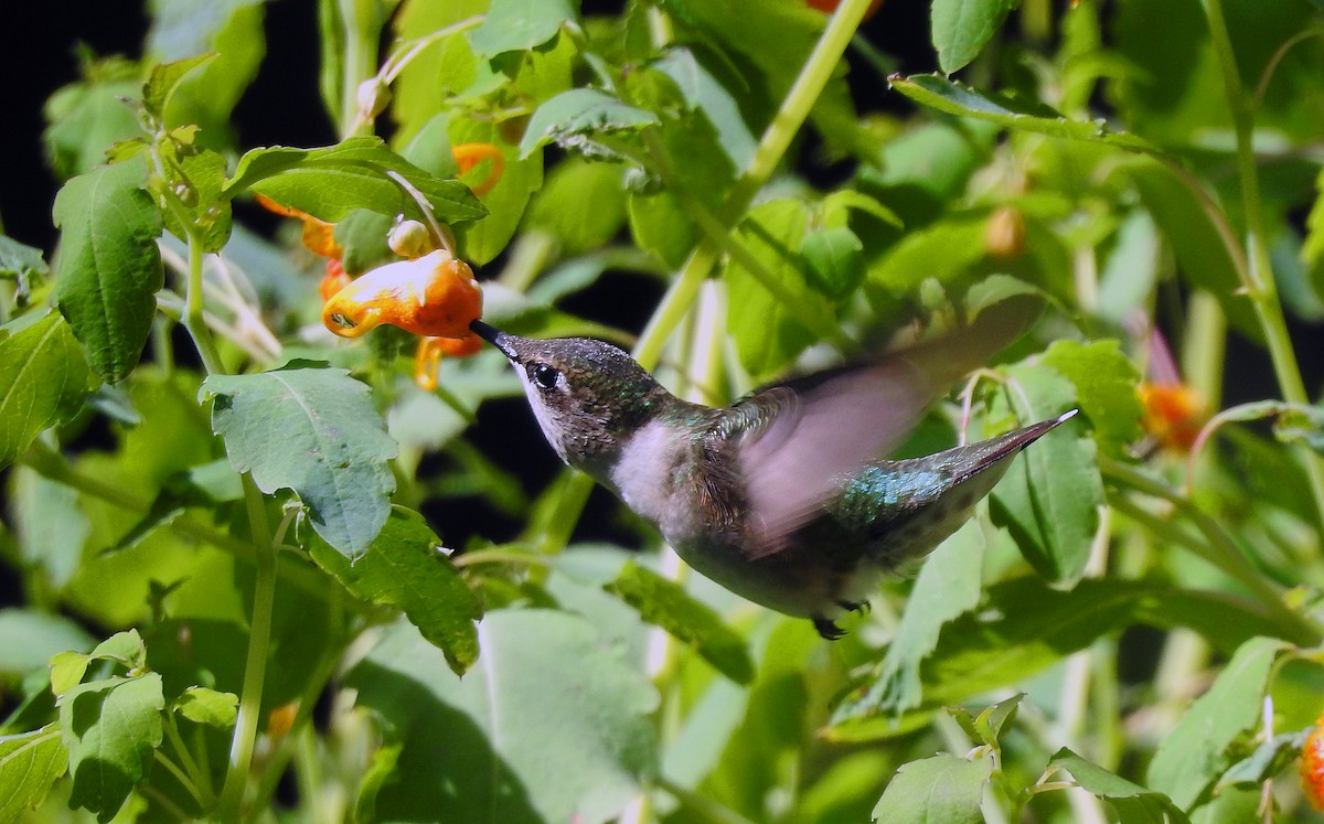 Ruby-throated Hummingbird - ML640923941