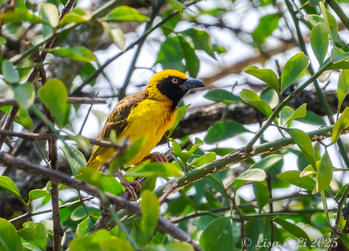 Fox's Weaver - ML640923996