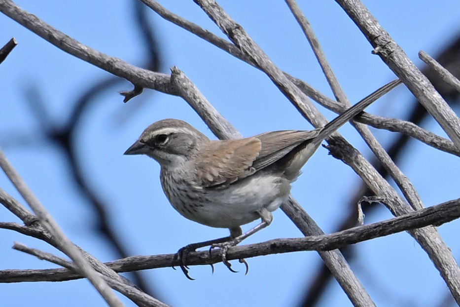 Black-throated Sparrow - ML640924037