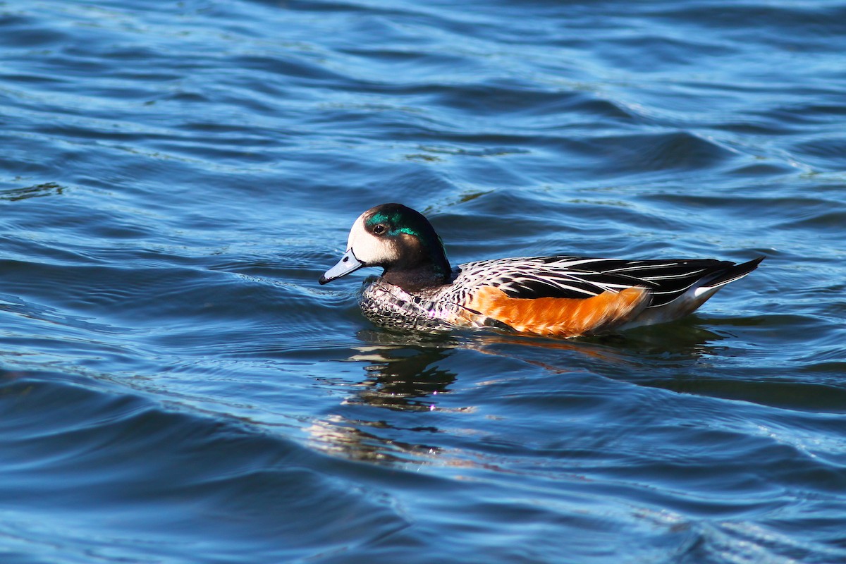 Chiloe Wigeon - ML640924040