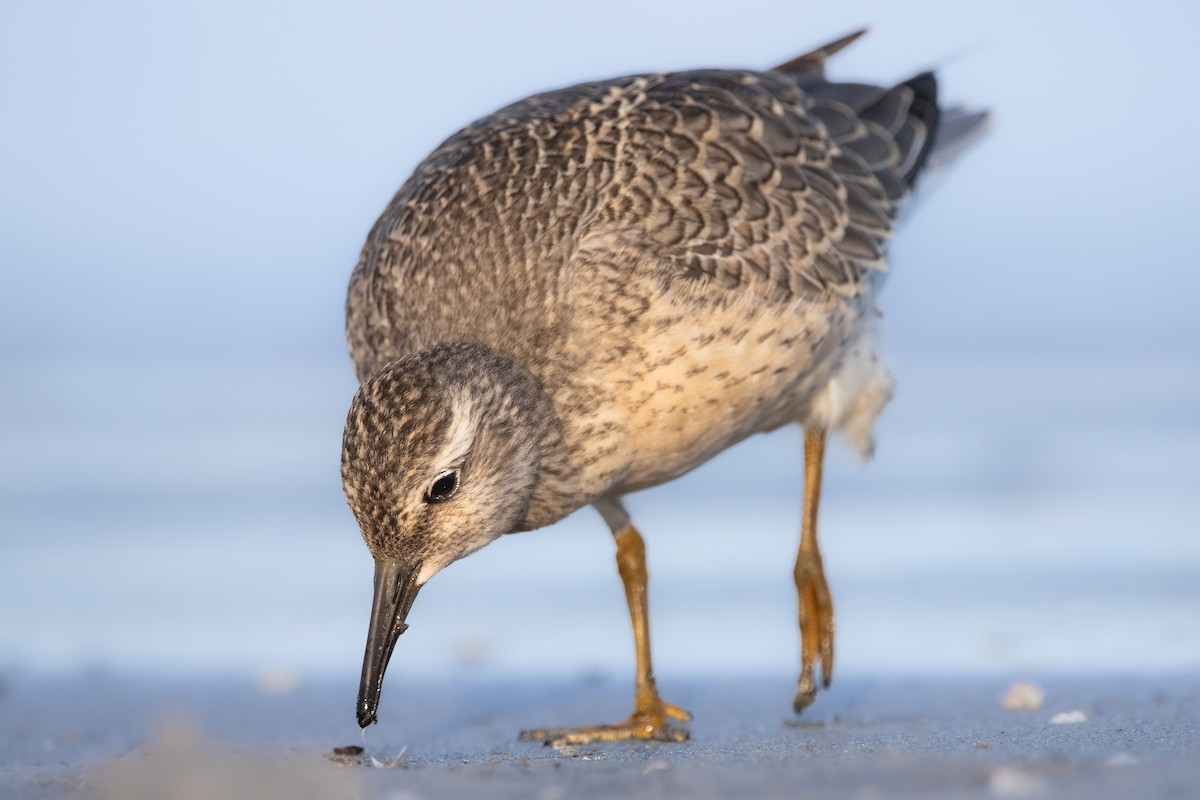 Red Knot - ML640924067