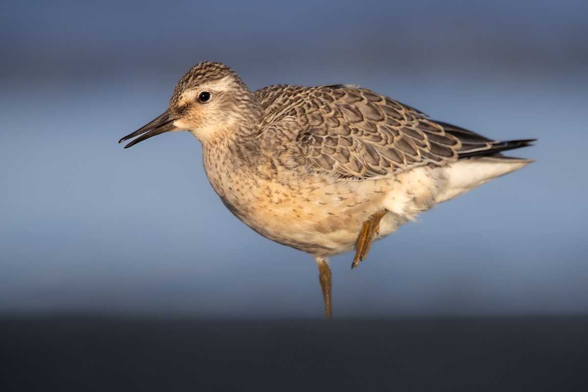 Red Knot - ML640924068