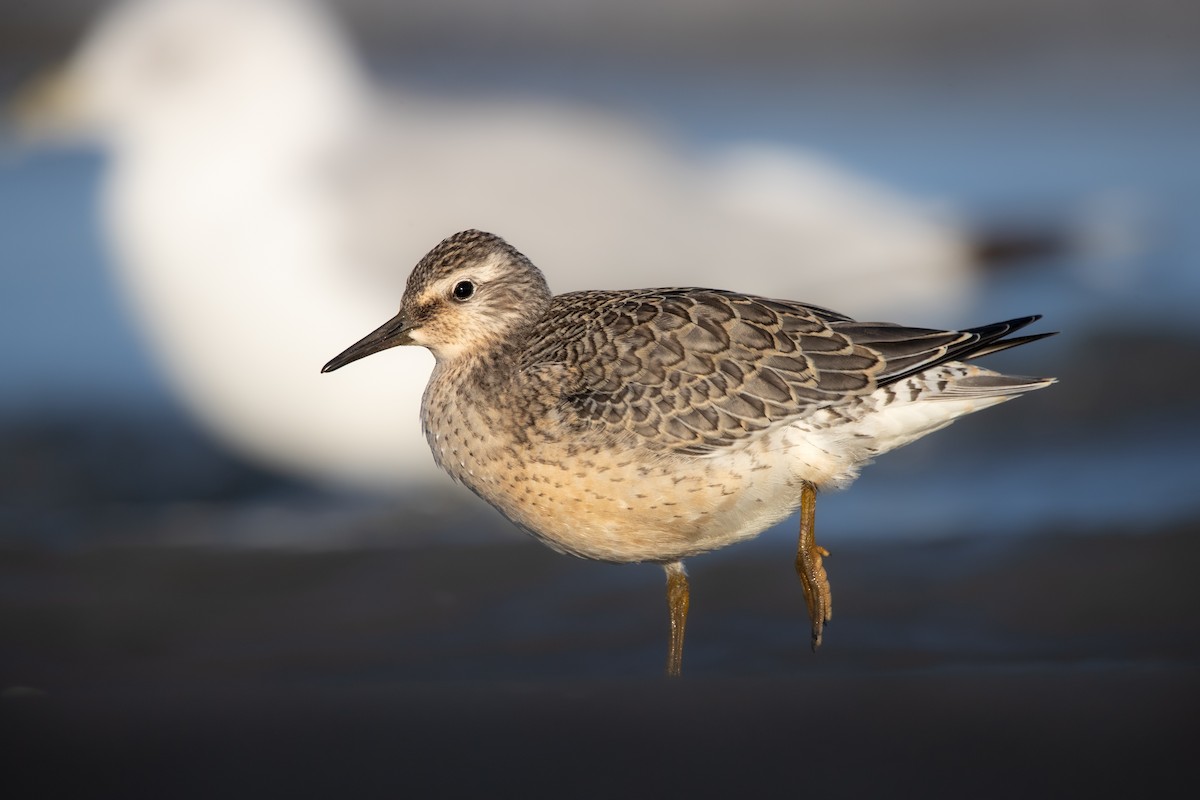 Red Knot - ML640924070