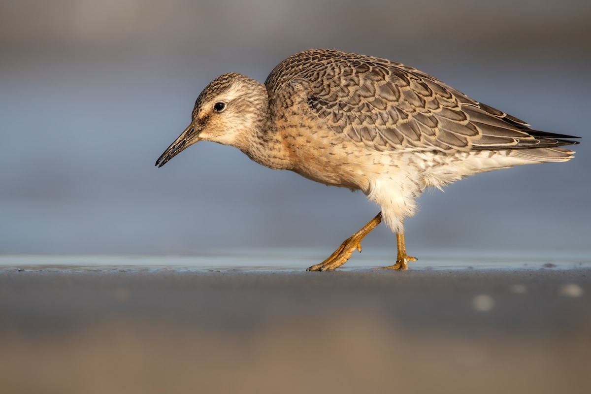 Red Knot - ML640924071