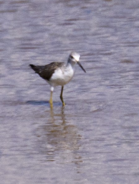 gluttsnipe - ML640924097