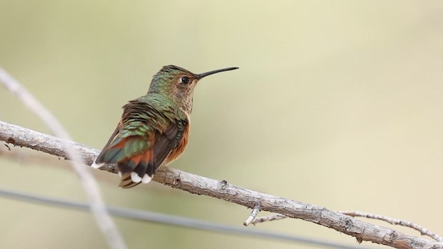 アカフトオハチドリ - ML640924120