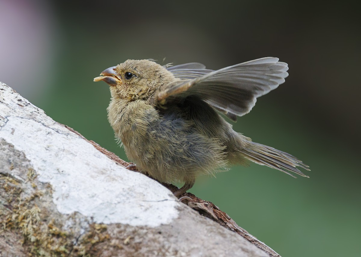 Variable Seedeater - ML640924130