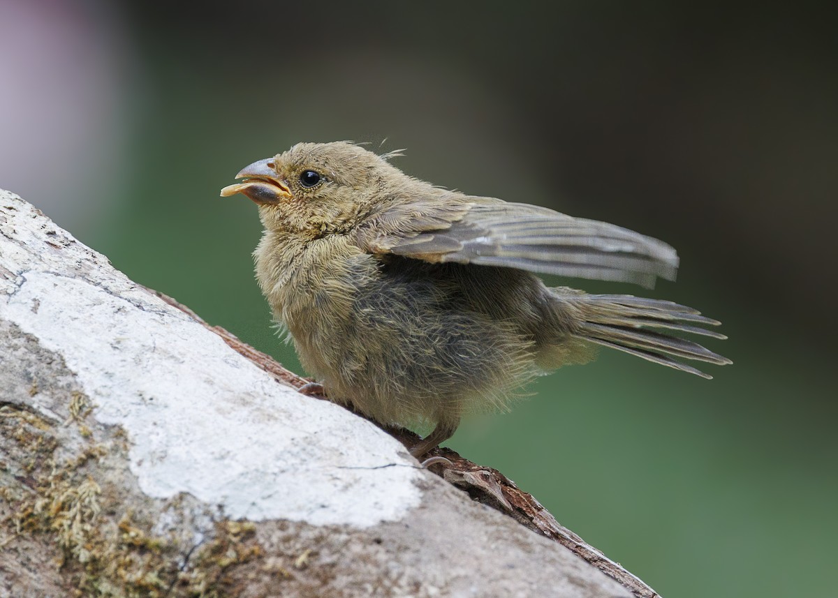 Variable Seedeater - ML640924131
