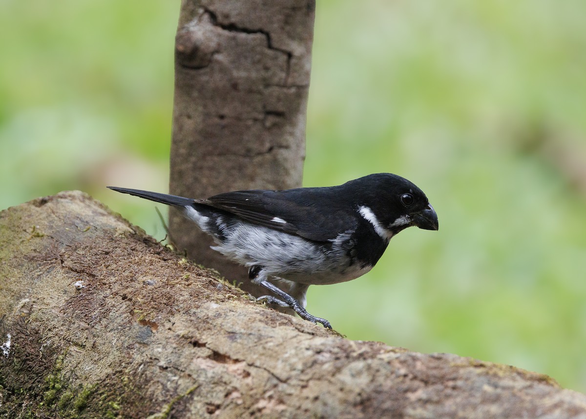 Variable Seedeater - ML640924132