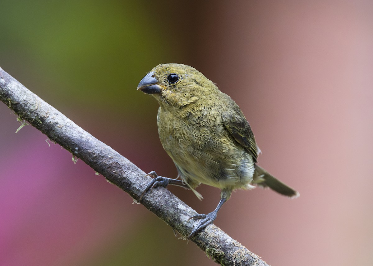 Variable Seedeater - ML640924133