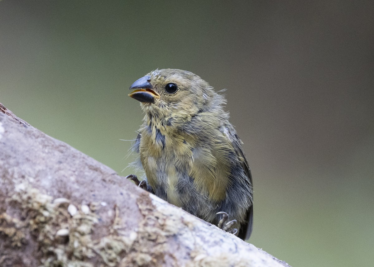 Variable Seedeater - ML640924134