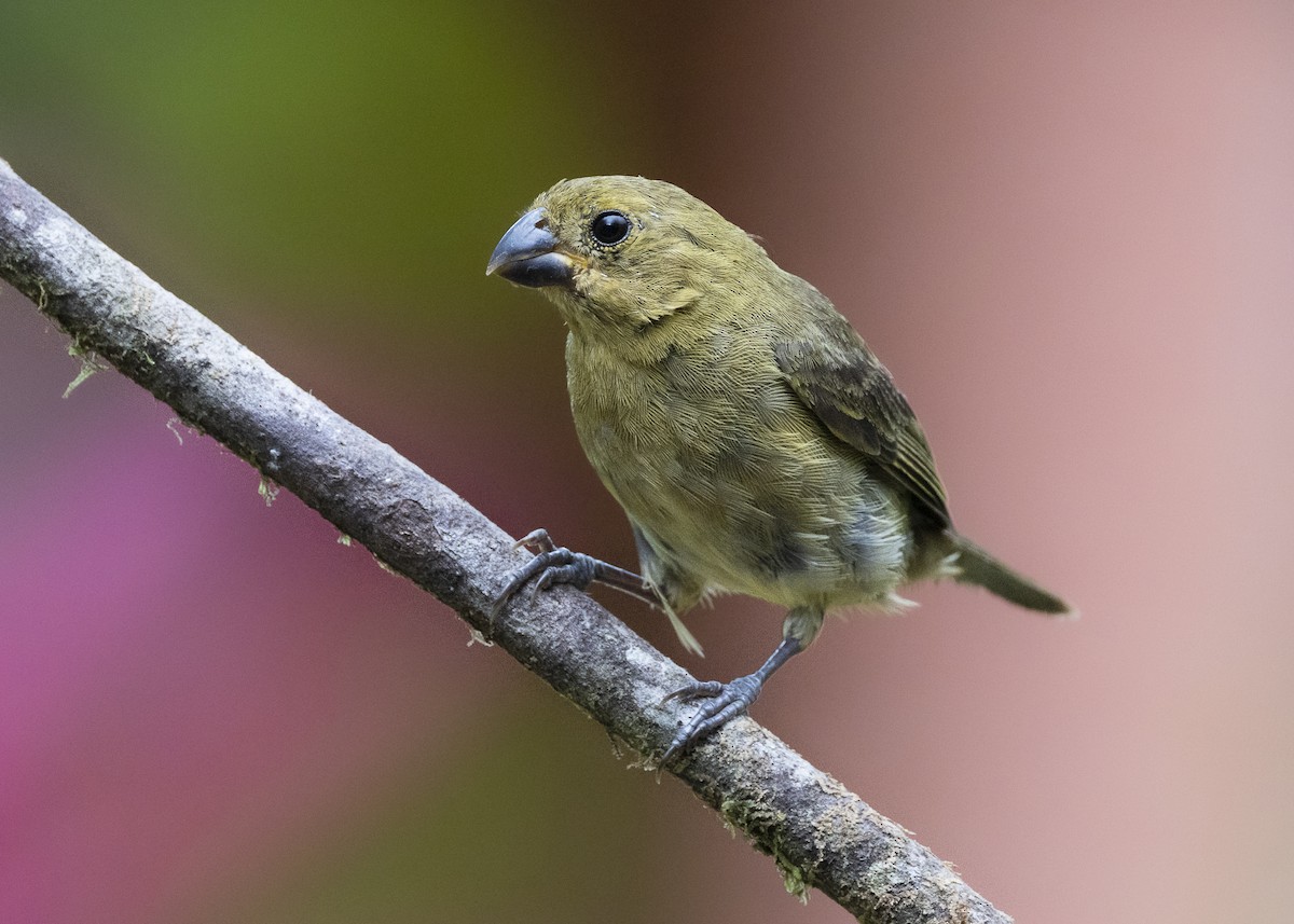 Variable Seedeater - ML640924135