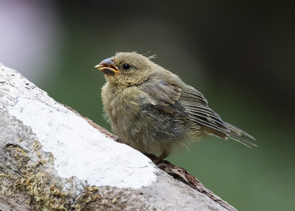 Variable Seedeater - ML640924137