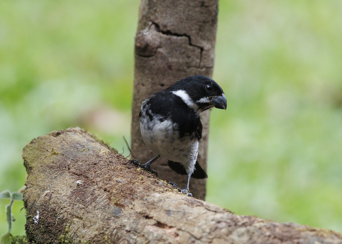 Variable Seedeater - ML640924138