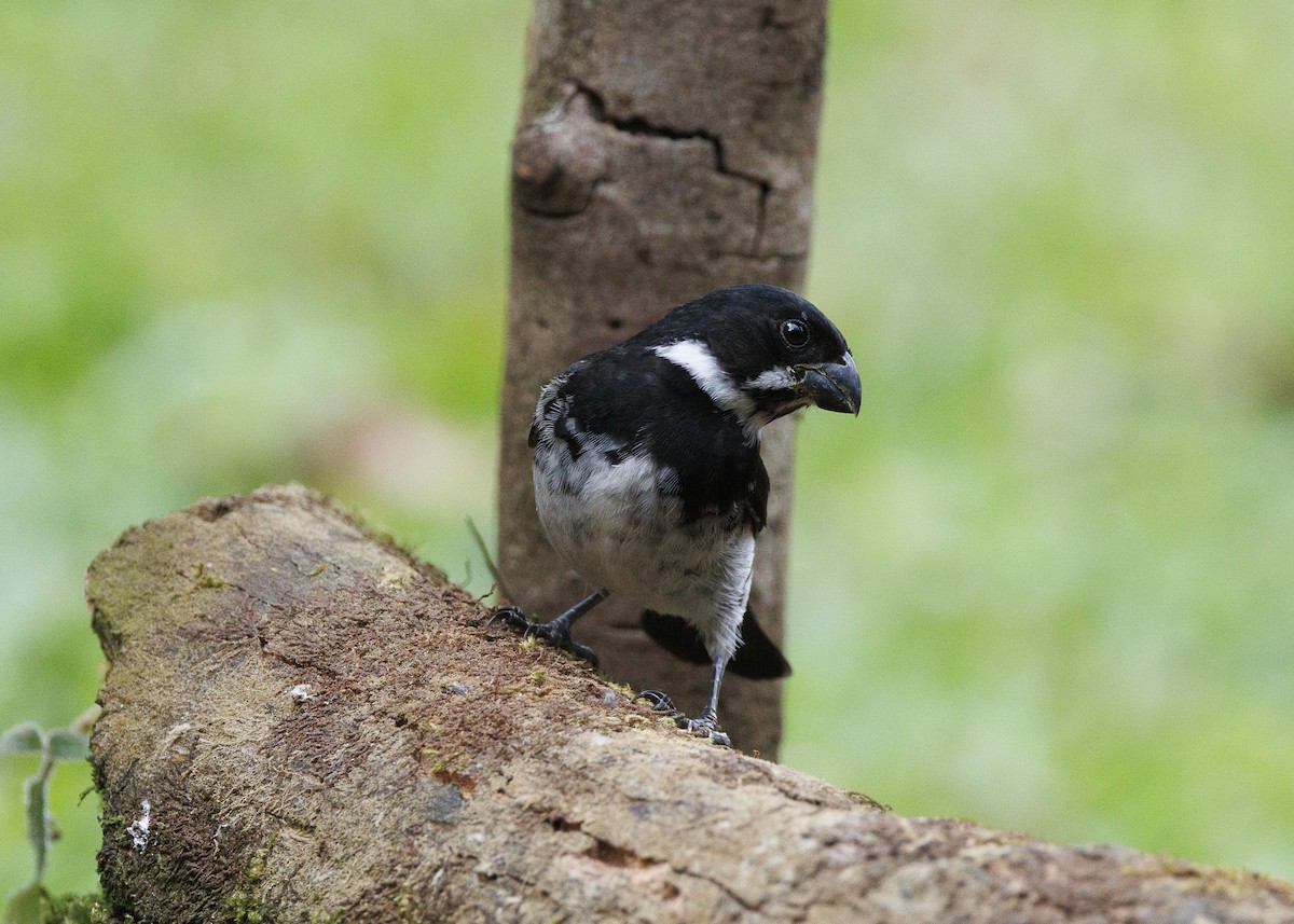 Variable Seedeater - ML640924139