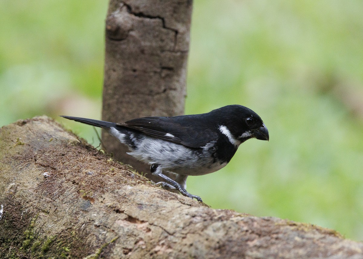 Variable Seedeater - ML640924140