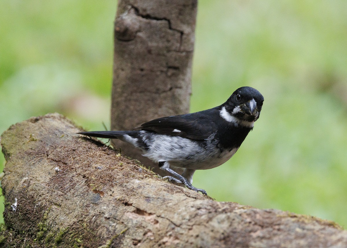 Variable Seedeater - ML640924141