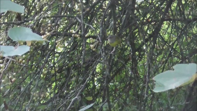 Mourning Warbler - ML640924179