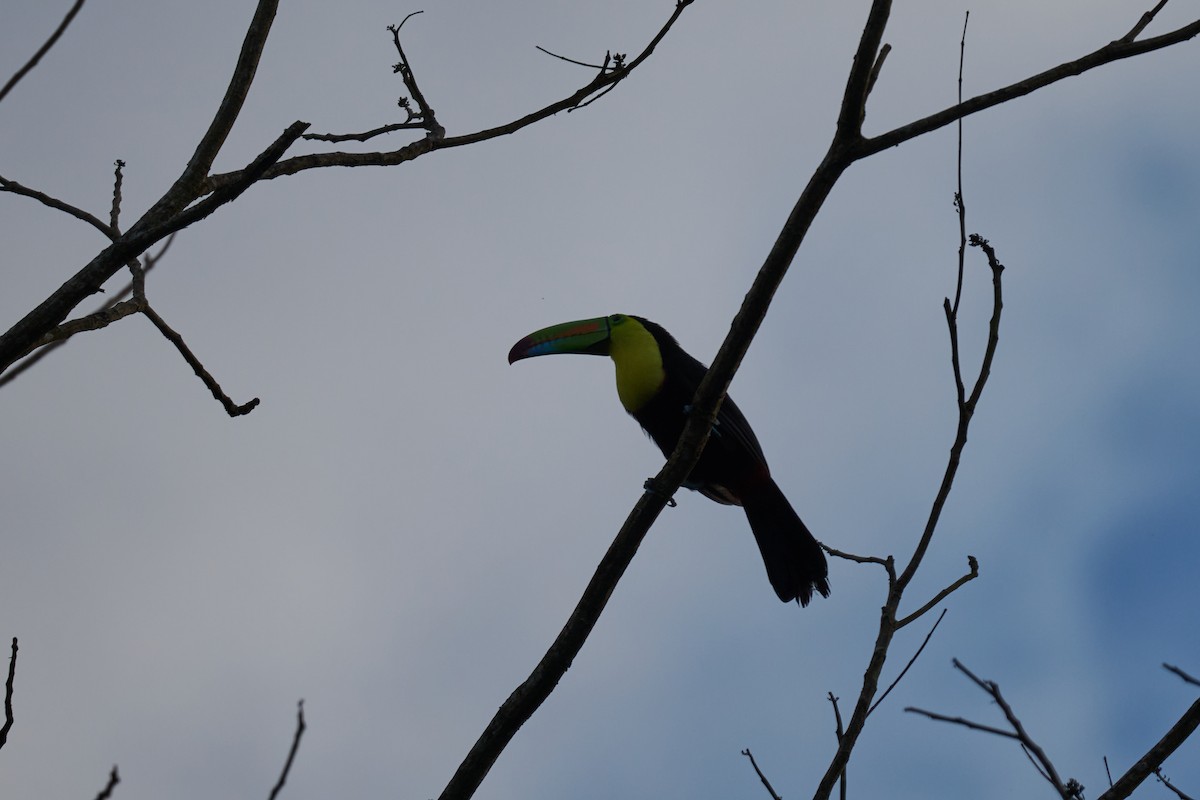 Keel-billed Toucan - ML640924181