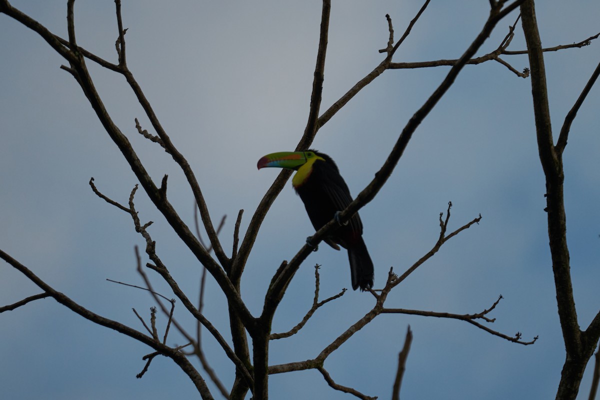 Keel-billed Toucan - ML640924182