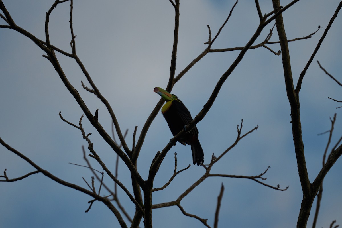 Keel-billed Toucan - ML640924183
