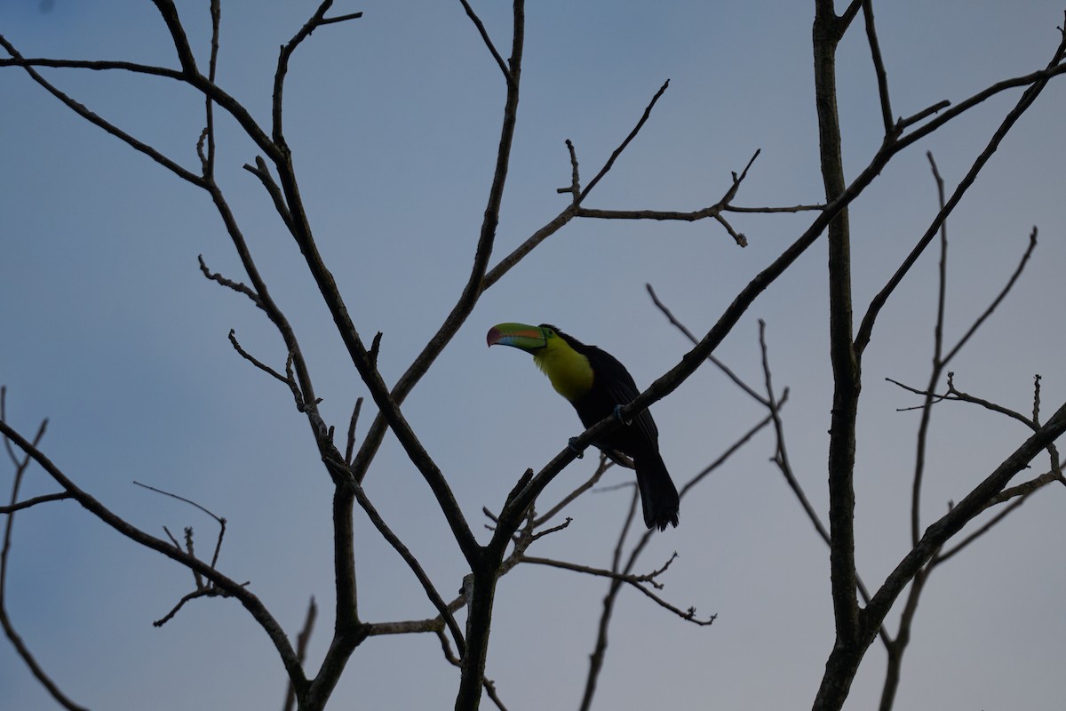 Keel-billed Toucan - ML640924186