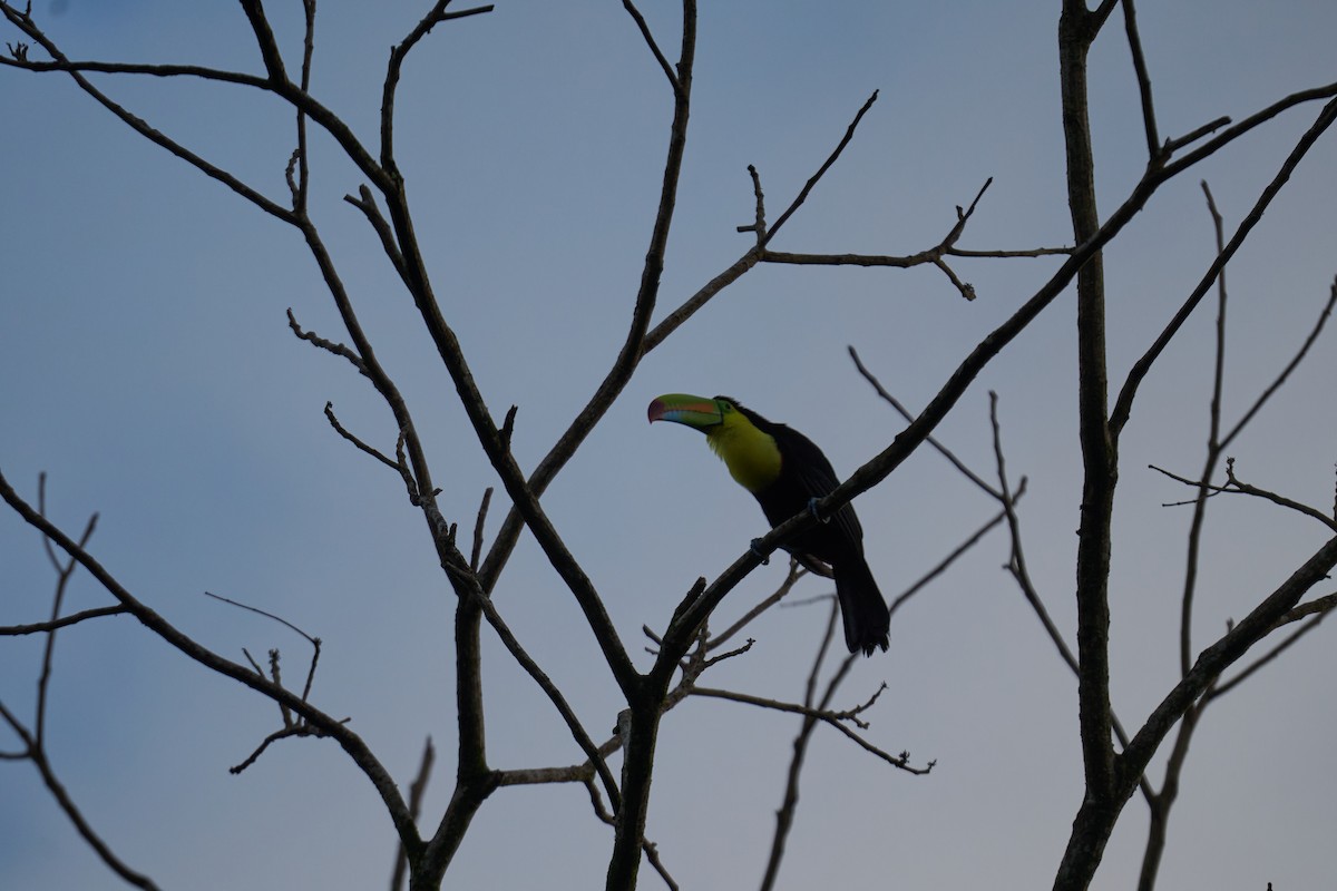 Keel-billed Toucan - ML640924187