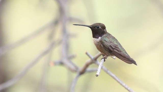 Black-chinned Hummingbird - ML640924204