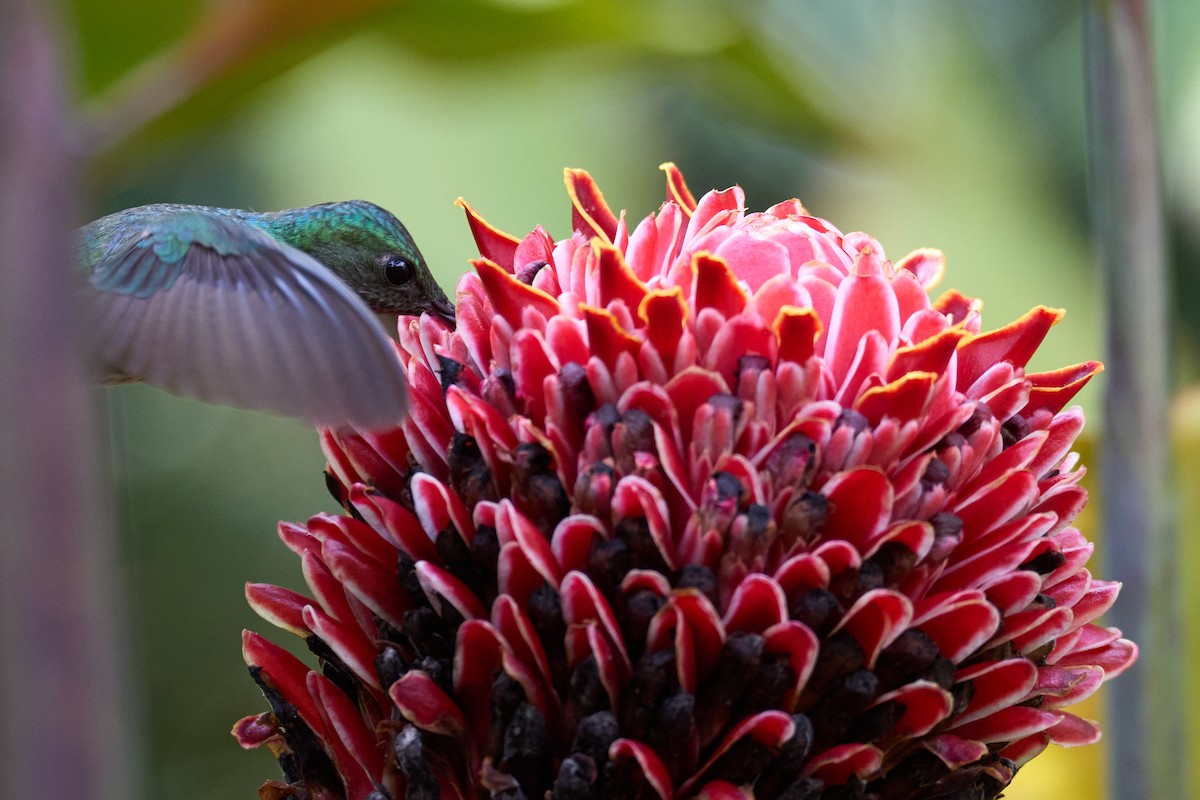 Scaly-breasted Hummingbird - ML640924227