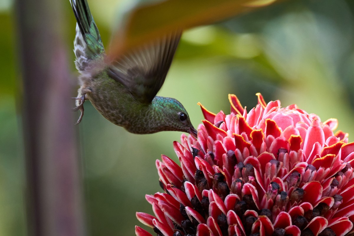 Scaly-breasted Hummingbird - ML640924228