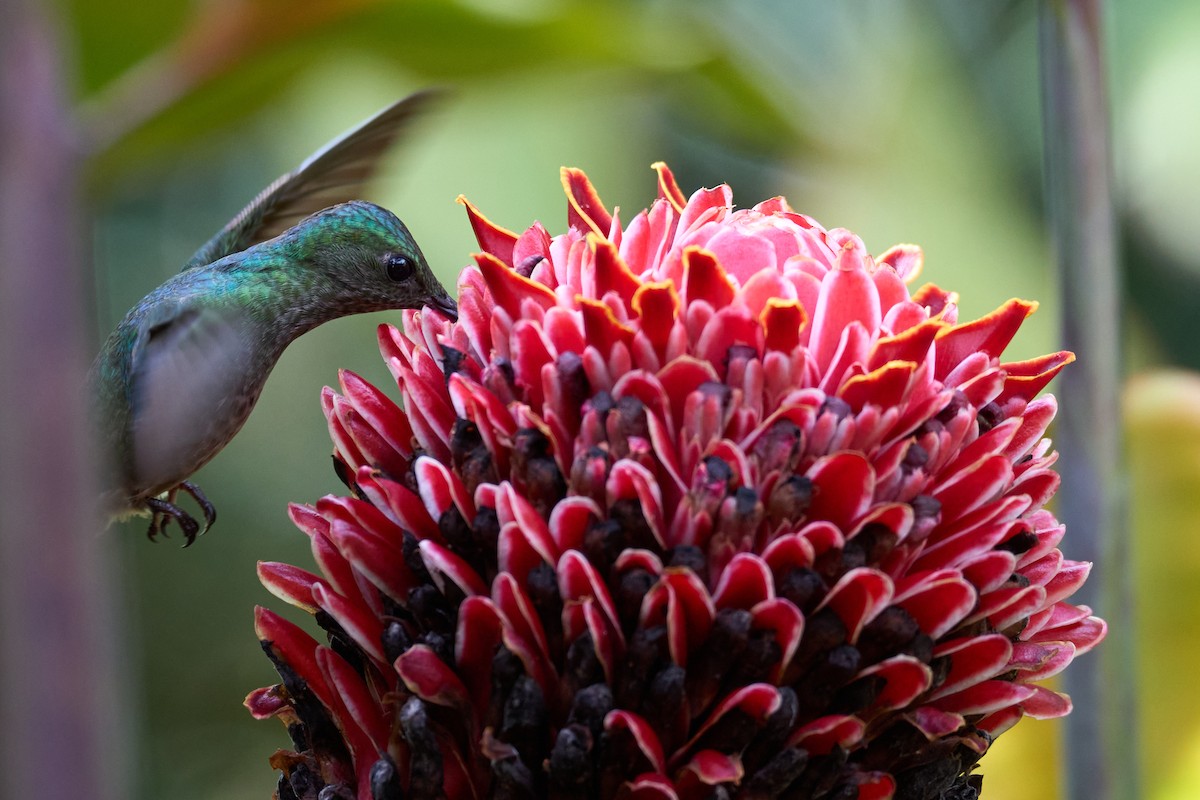 Scaly-breasted Hummingbird - ML640924229