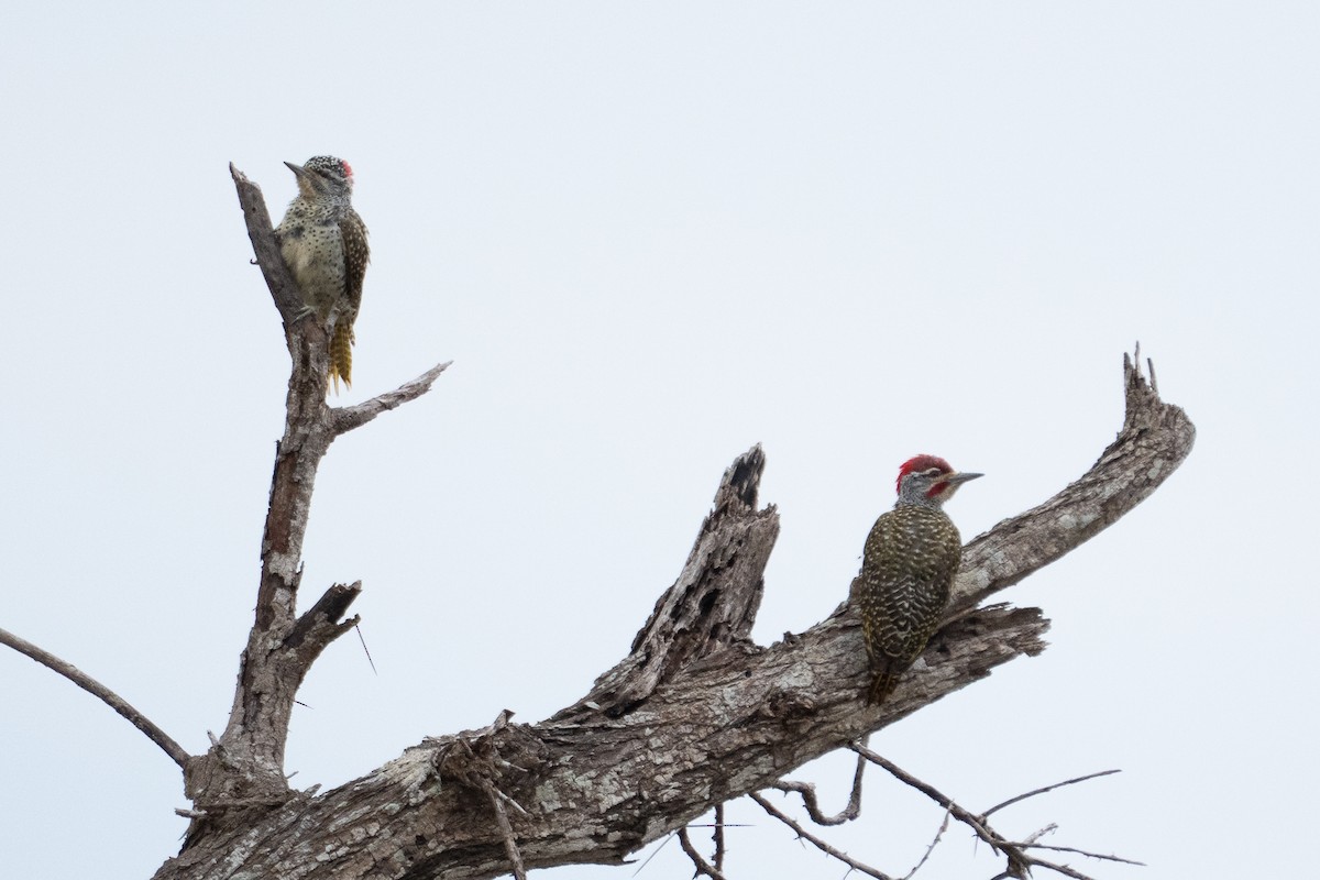 Nubian Woodpecker - ML640924247