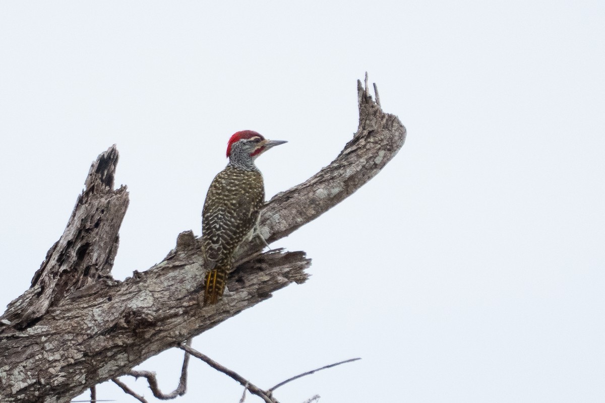Nubian Woodpecker - ML640924248