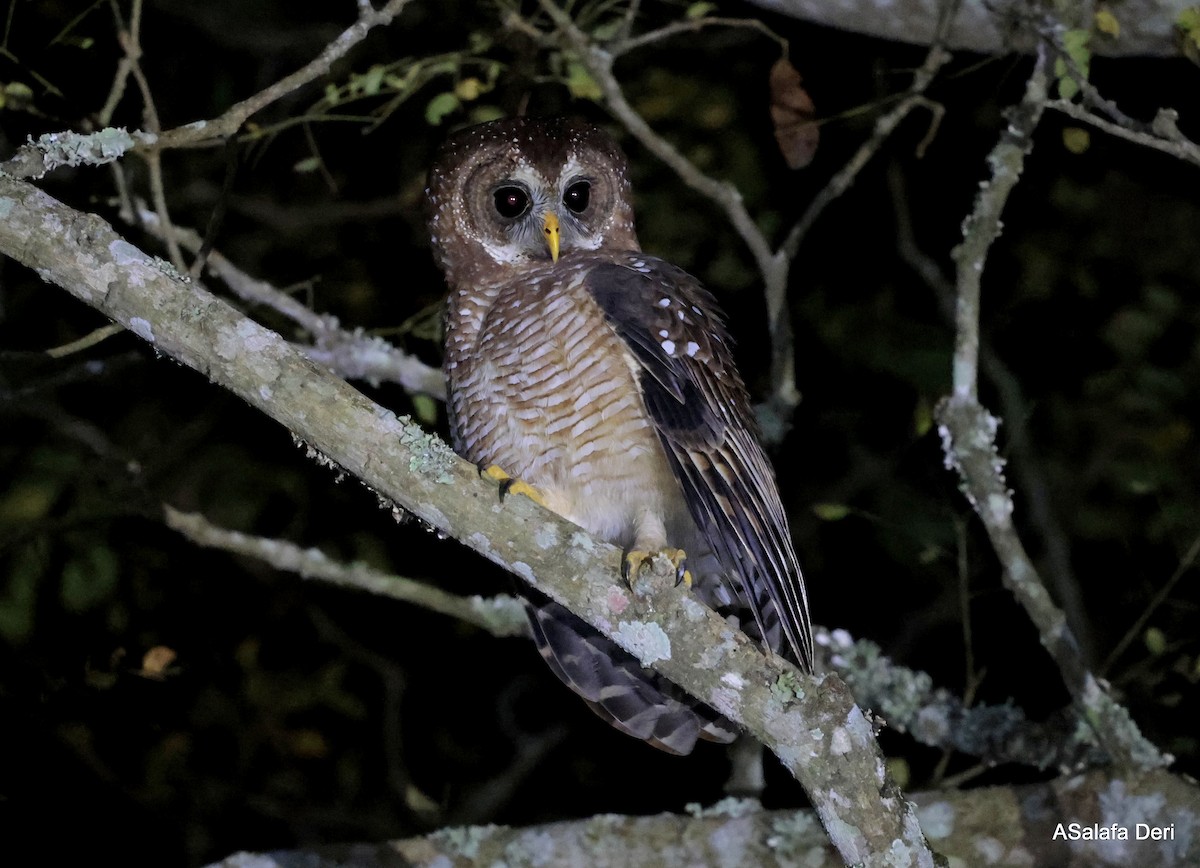 African Wood-Owl - ML640924277
