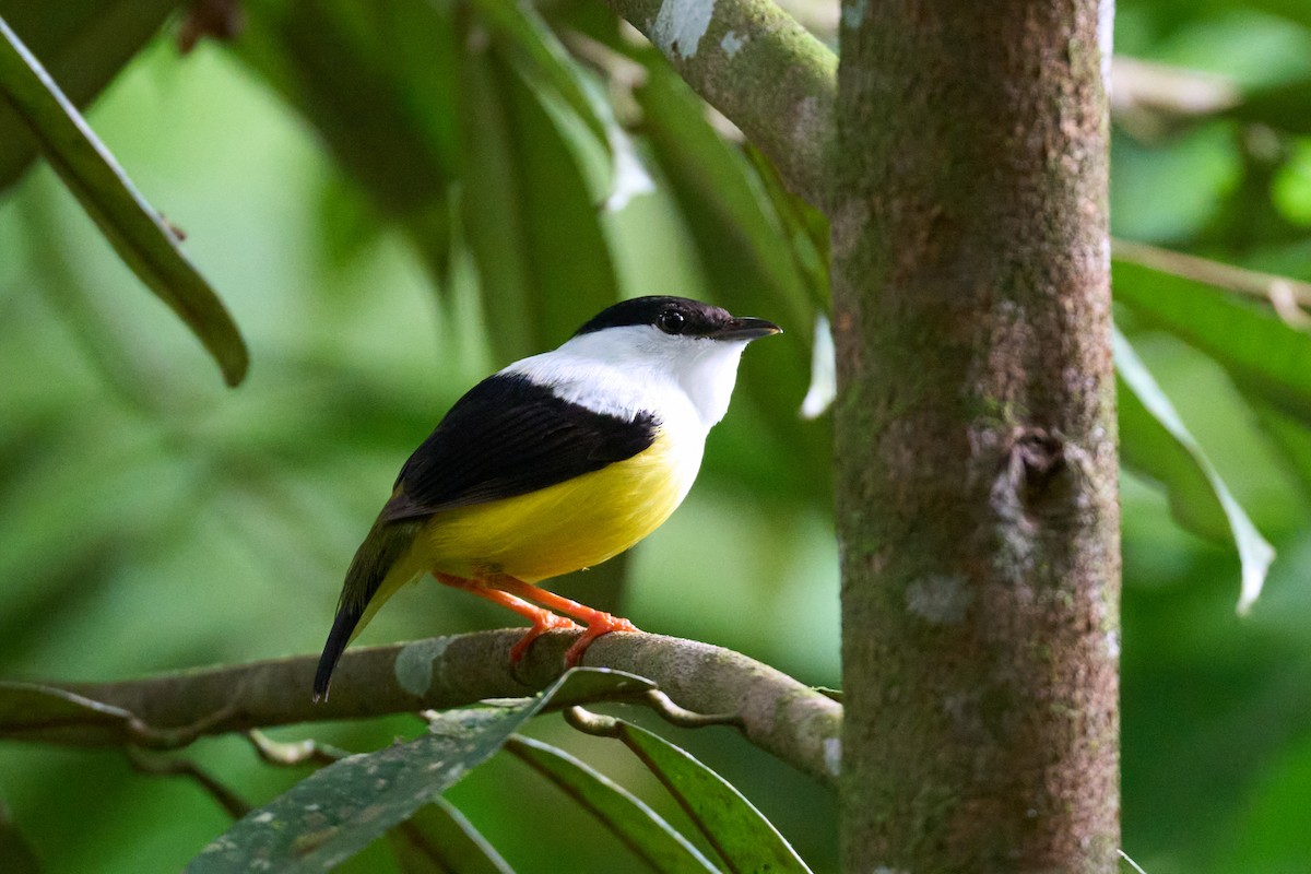 White-collared Manakin - ML640924376